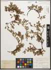 Foto von Salix retusa L.